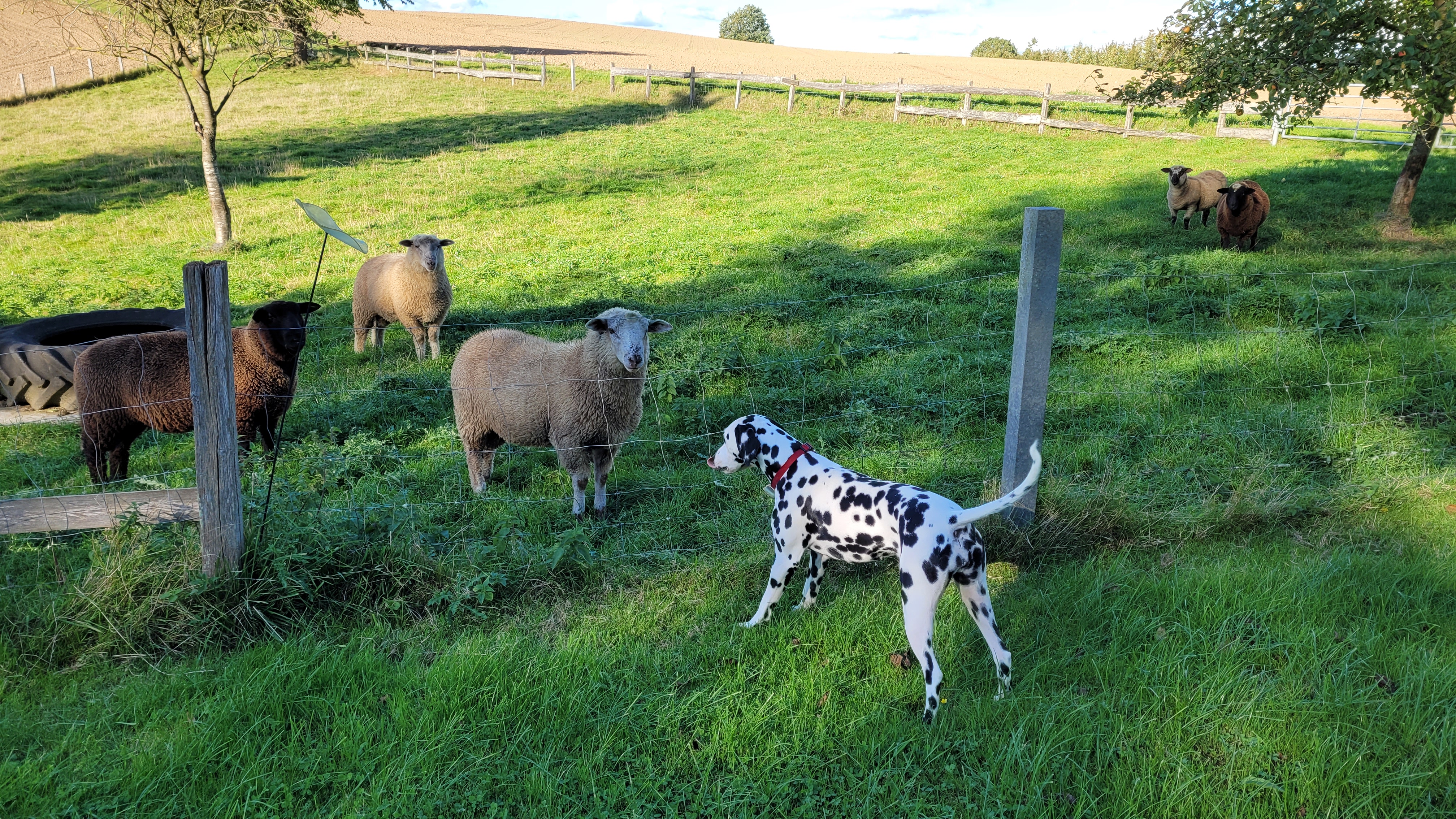 Bente und die Schafe